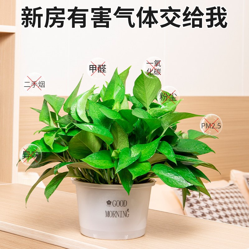 新房绿萝盆栽室内植物净化空气绿植客厅大叶长藤绿箩好养花卉吊兰