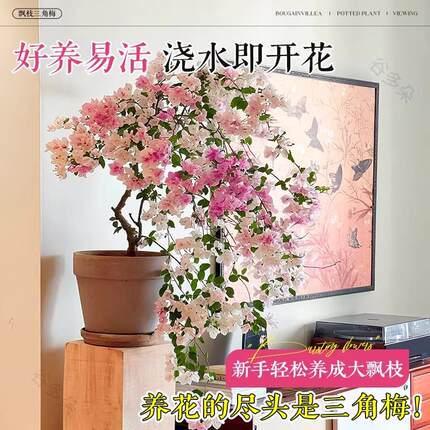 飘枝米罗三角梅盆栽带花老桩漳红樱四季好养卉室内客厅阳台绿植物