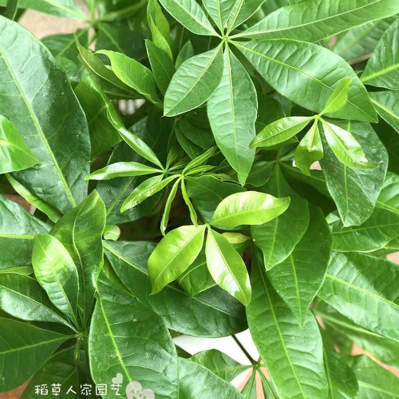 发财树盆栽室内盆景四季常青绿植防辐射净化空气招财树