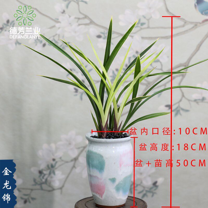 兰花苗四季建兰带瓷盆金龙锦浓香室内花卉植物盆栽吸甲醛盆景