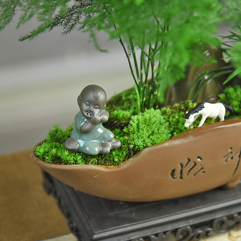 文竹盆栽苔藓微景观室内中式绿植盆景书房阳台观赏植物桌面摆件