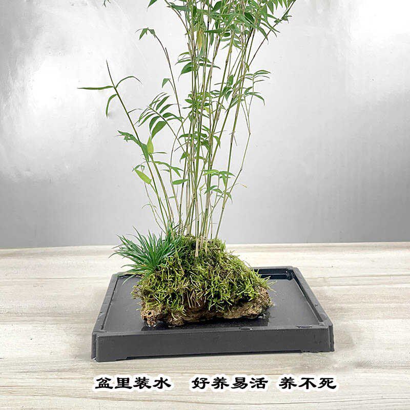 吸水石米竹盆栽盆景上水石附石菖蒲微景观办公室桌面绿植水培植物