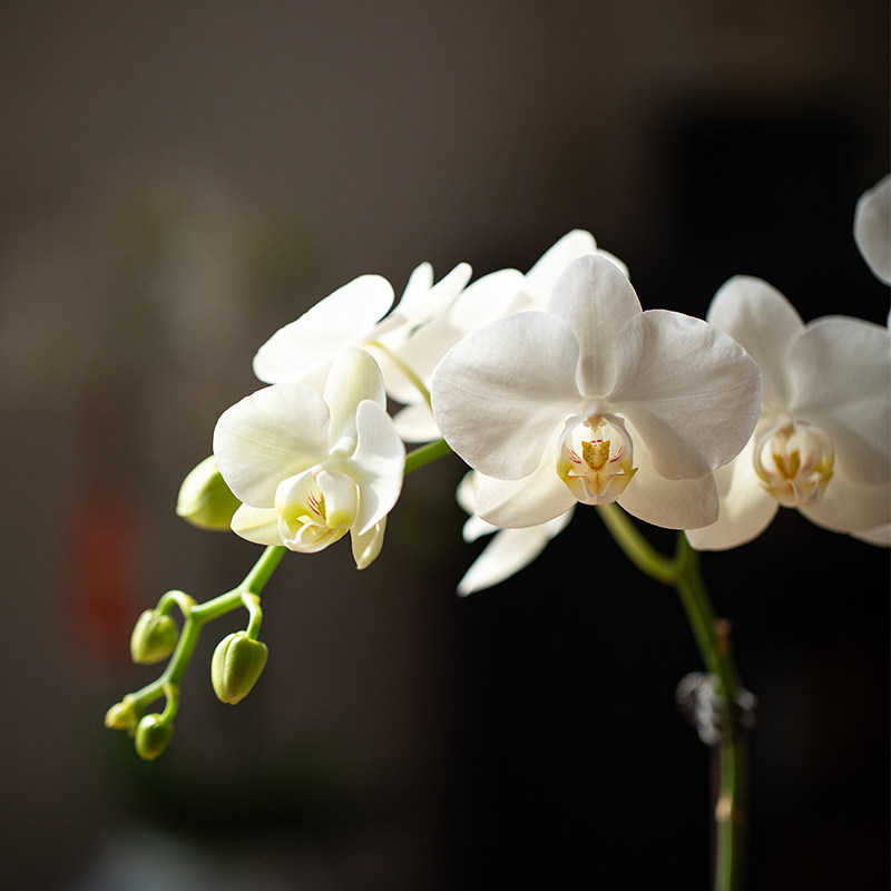 静艺花舍 白色蝴蝶兰盆栽办公室内桌面花卉植物耐寒带花苞年宵花