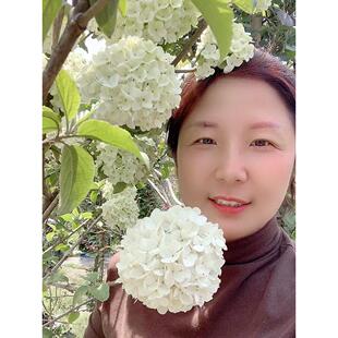 中华木绣球树苗大花斗球白麻球苗庭院耐寒风景树盆栽木本绣球花苗