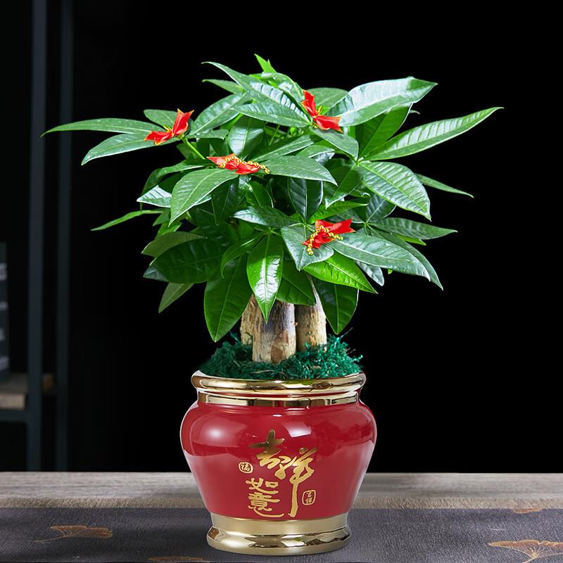 发财树盆栽易活植物室内客厅绿植小盆景四季常青办公室内盆栽花卉