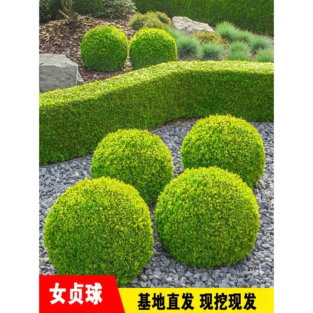 金叶女贞苗 绿篱树苗 金叶球造型 彩色绿化工程苗木四季常青植物