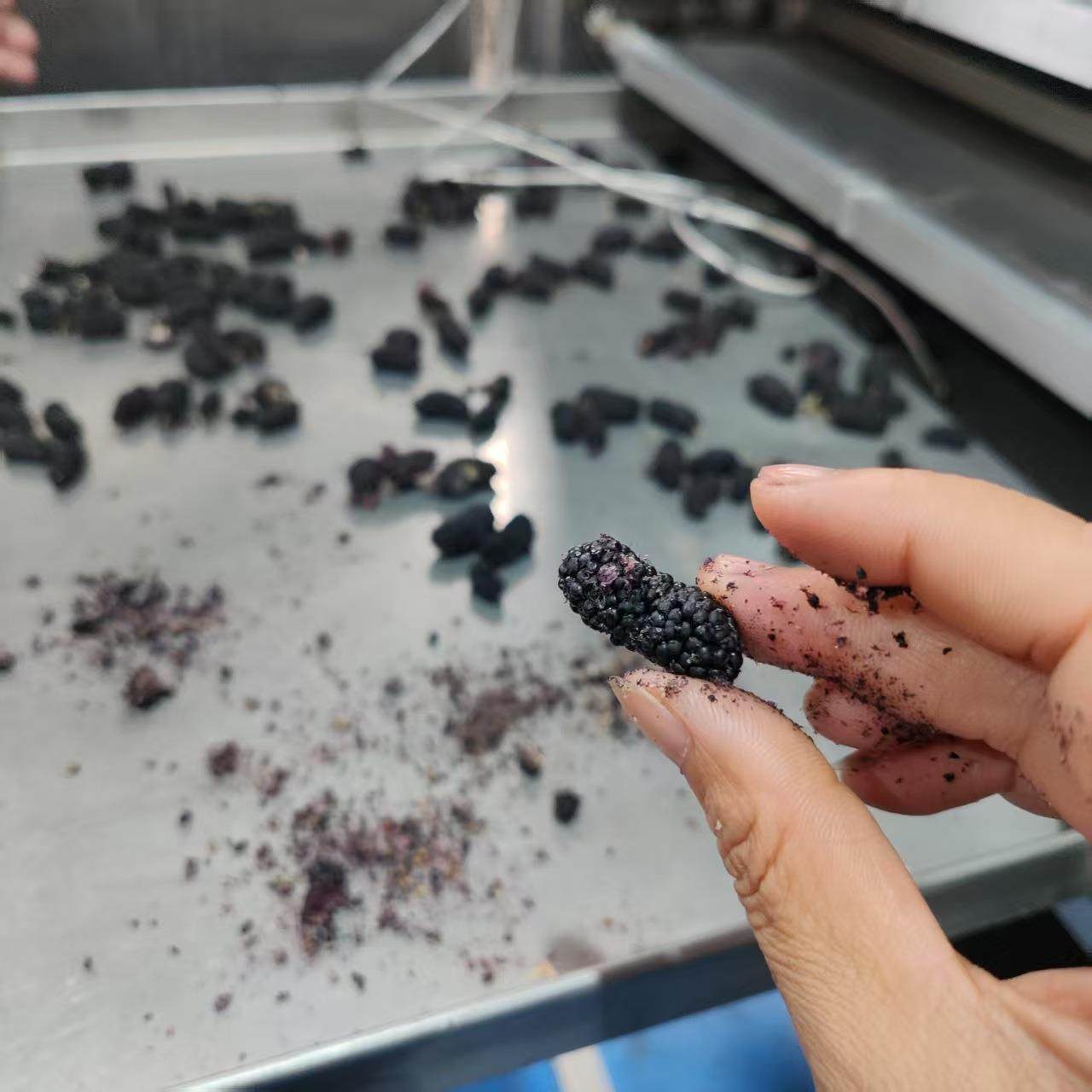 桑葚杨梅果蔬真空冻干宠物粮真空低温干燥设备鹌鹑鸡胸肉冷冻干机,机械设备,干燥机/干燥箱/烘干机,淘宝优惠券,粉丝福利购,淘宝优惠卷