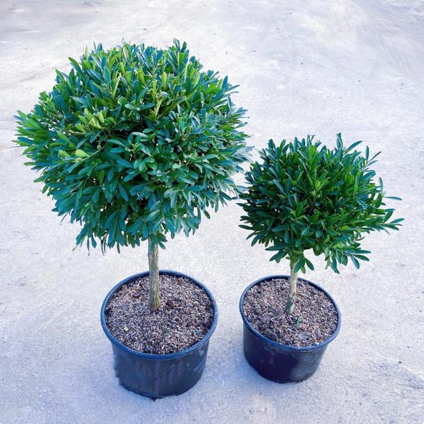 雀舌黄杨花镜庭院植物小叶棒棒糖树形黄杨树栽苗耐寒高档造型盆景