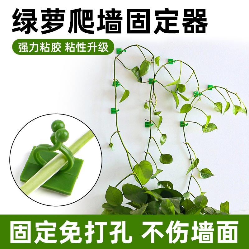 绿萝夹子爬藤植物藤蔓固定夹花卉