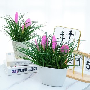 好养绿植办公室桌面盆景 铁兰花苗盆栽紫花凤梨带花剑花苞室内四季