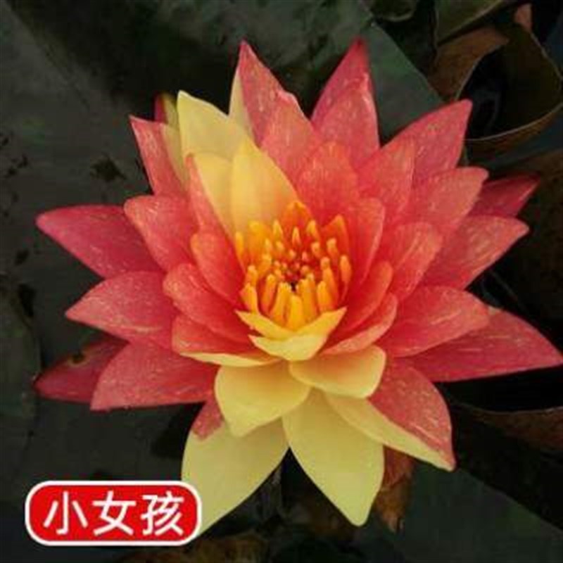 水培根块荷花观赏碗莲好苗鱼缸藕睡莲大养水养种水生池塘植物莲花