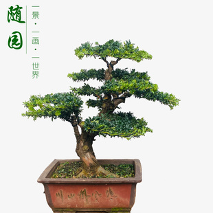 羅漢松盆景 珍珠紅芽羅漢松 雀舌羅漢松 隨園 米葉羅漢松