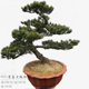 高端大阪松盆景 大阪松盆景 宫岛大阪松 随园映画官方旗舰店