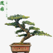 珍珠红芽罗汉松 高端罗汉松盆景 随园