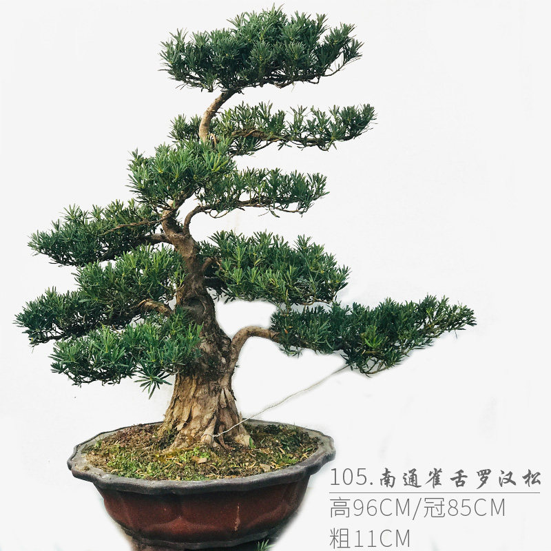 南通雀舌罗汉松 高端罗汉松盆景 随园映画旗舰店,鲜花速递/花卉仿真/绿植园艺,造型盆景,淘宝优惠券,粉丝福利购,淘宝优惠卷