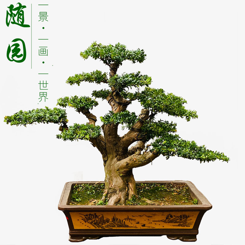 罗汉松盆景 米叶罗汉松 珍珠红芽罗汉松 雀舌罗汉松 随园
