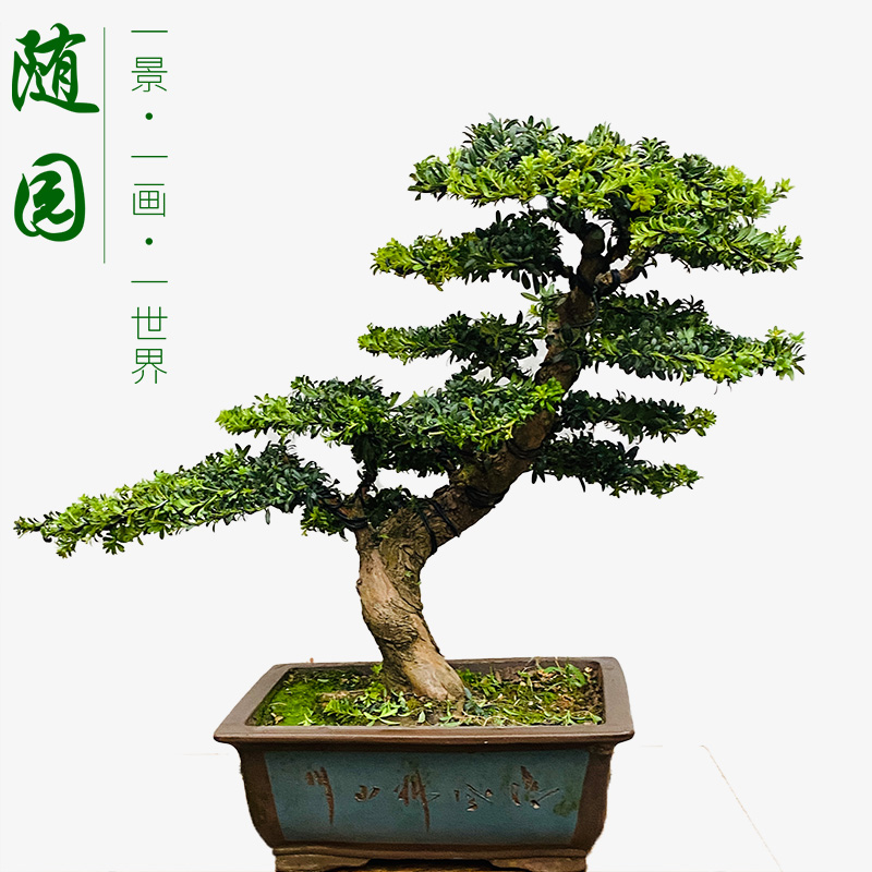 随园官方旗舰店珍珠红芽罗汉松