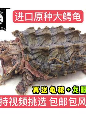 黑旗龟族 大鳄龟原色大鳄龟苗钓鱼龟真鳄龟宠物观赏龟小鳄龟