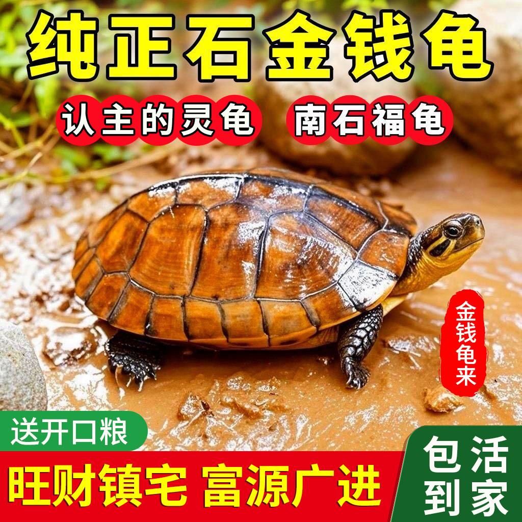金钱龟活体长寿龟观赏网红小乌龟长寿情侣龟南石金钱龟小青宠物龟