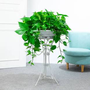 大盆绿萝长藤垂吊盆栽室内新房家用大叶水培客厅吸甲酫净化空气