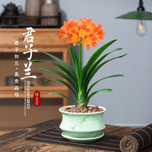 君子兰兰花盆栽室内植物开花桌面盆景茶几摆件花卉绿植精品观叶