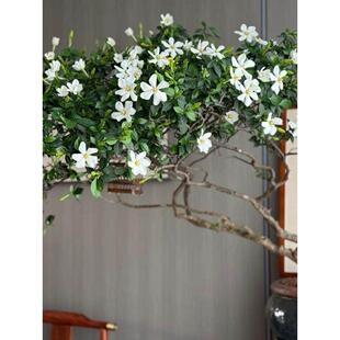 海岛七字飘枝栀子花春花老桩茶室庭院鱼缸造景绿植盆景栽一物一拍