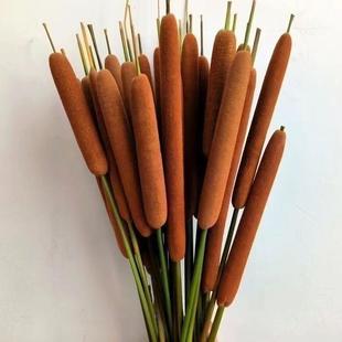 香蒲棒天然干花水蜡烛家居装饰摆件摄影道具风干植物干枝蒲绒安神