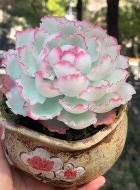 进口稀有伯克利锦多肉植物肉肉花卉盆栽新手好养绿植阳台防辐射