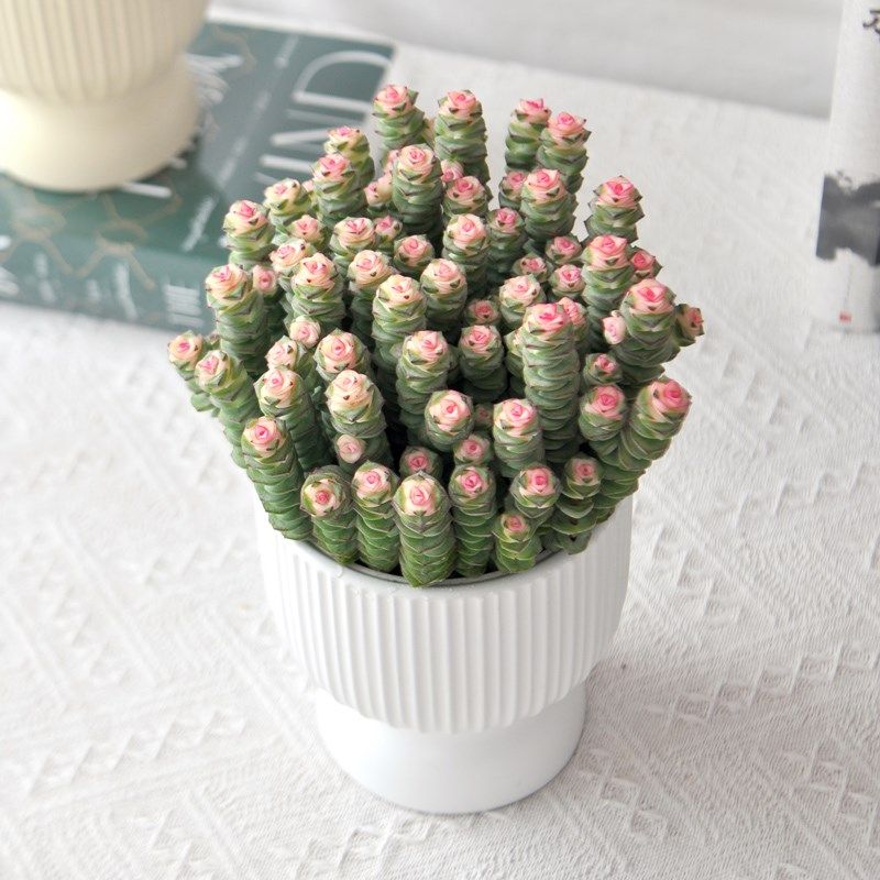 彩色钱串多肉植物室内盆栽新手好养办公室绿植开业送礼精品花卉