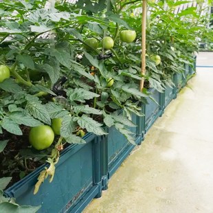 阳台楼顶菜盆家庭种植箱长方形家用室内花槽户外菜园组合特大清
