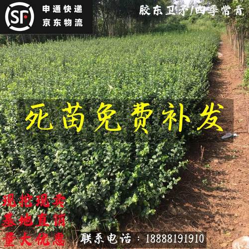 胶东卫矛树苗北方绿篱工程苗四季常青冬青卫矛庭院种植绿化苗木