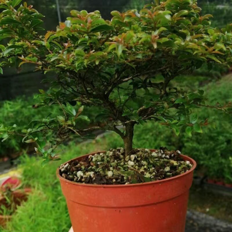 日本姬紫薇紫红花红花白花小老桩掌上微型盆景素材室内冬天休眠期