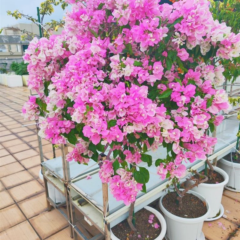 三角梅带花盆栽绿樱爬藤重瓣老桩原生大苗红樱庭院植物四季开花