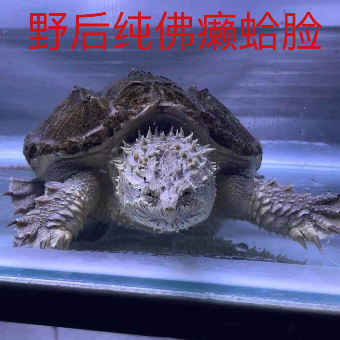原种爆刺纯佛鳄龟苗佛罗里达拟鳄龟活体宠物观赏凶猛小乌龟鳄龟