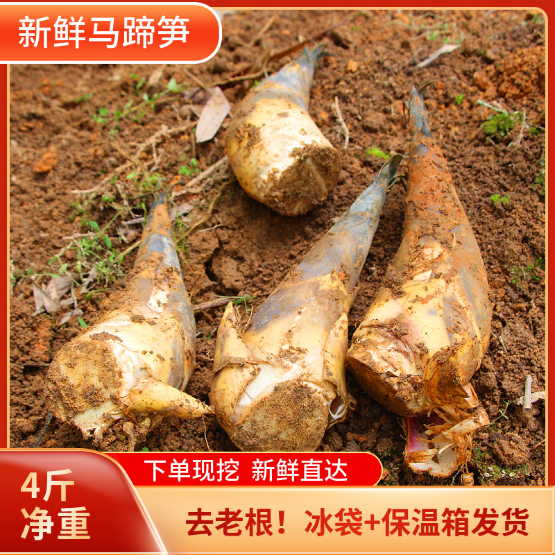福建当季鲜笋现挖新鲜马蹄笋甜笋鲜笋野生竹笋带壳竹笋脆嫩油焖笋