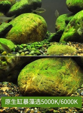 30W工程款led par30射灯光源 全光谱植物补光cob灯泡水草鱼缸爆藻