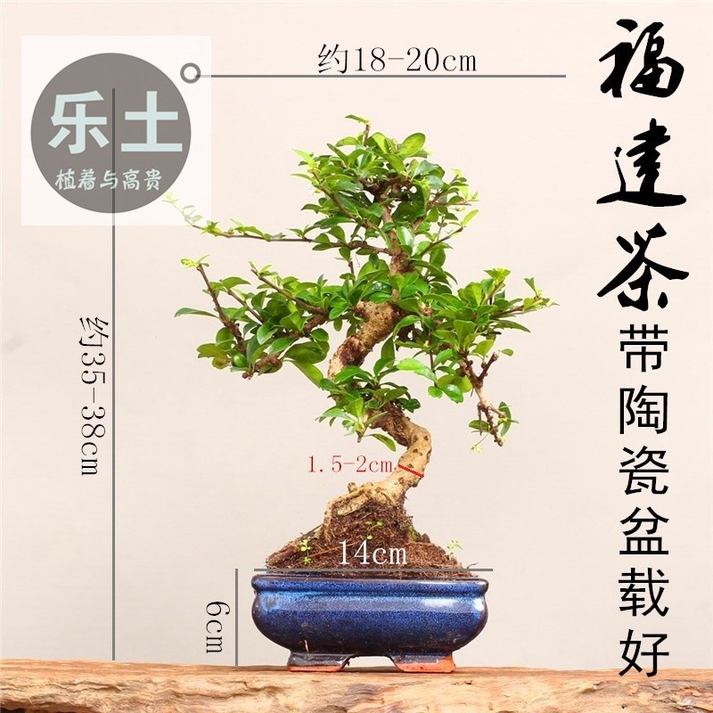 2025造型小叶福建茶盆景盆栽开花结果盆栽四季青室内好养植物