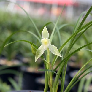 冰美人 细叶老种云南莲瓣兰 浓香室内花卉绿植盆栽兰花苗假一赔十