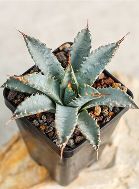 【朴原】曲刺妖炎龙舌兰 Agave utahensis 珍奇阳台窗台多肉盆栽