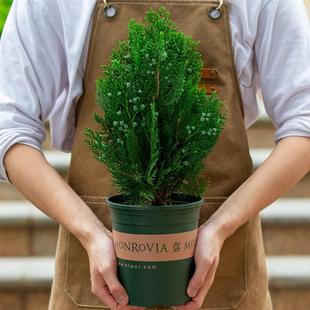 柏树盆栽室内阳台室外庭院花卉植物四季绿植侧柏树苗老桩松柏盆景