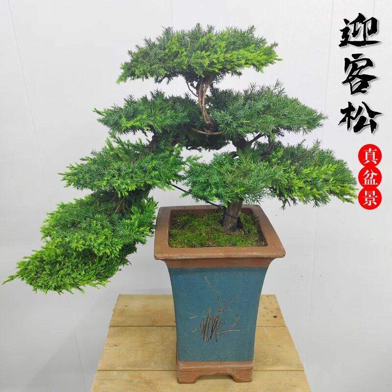 迎客松盆景造型树地柏盆景耐寒室内办公桌景观盆栽化空气四季常青