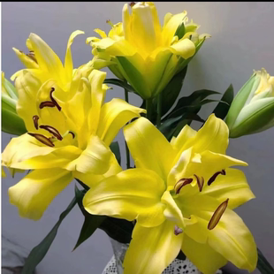 周长秋百合异国阳光进口种球带芽重瓣耐寒耐热庭院阳台绿植