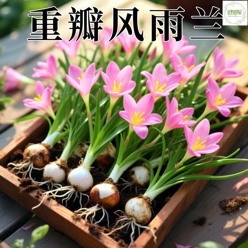 风雨兰种球多年生四季植耐