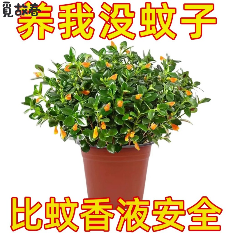 【驱蚊虫】金鱼吊兰盆栽绿