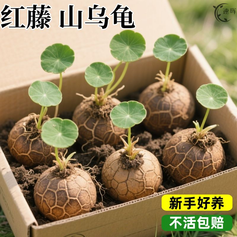山乌龟种球造景多肉盆栽室