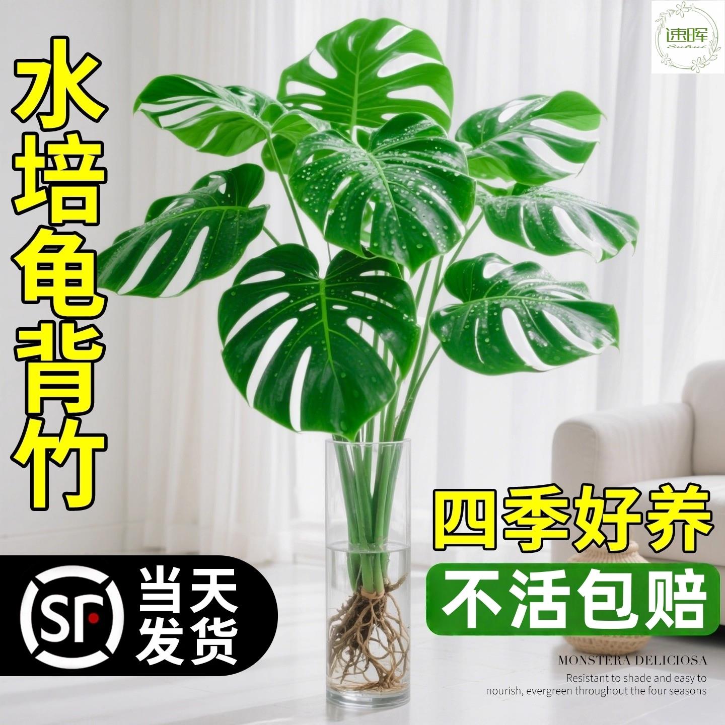 龟背竹水培植物室内好养绿