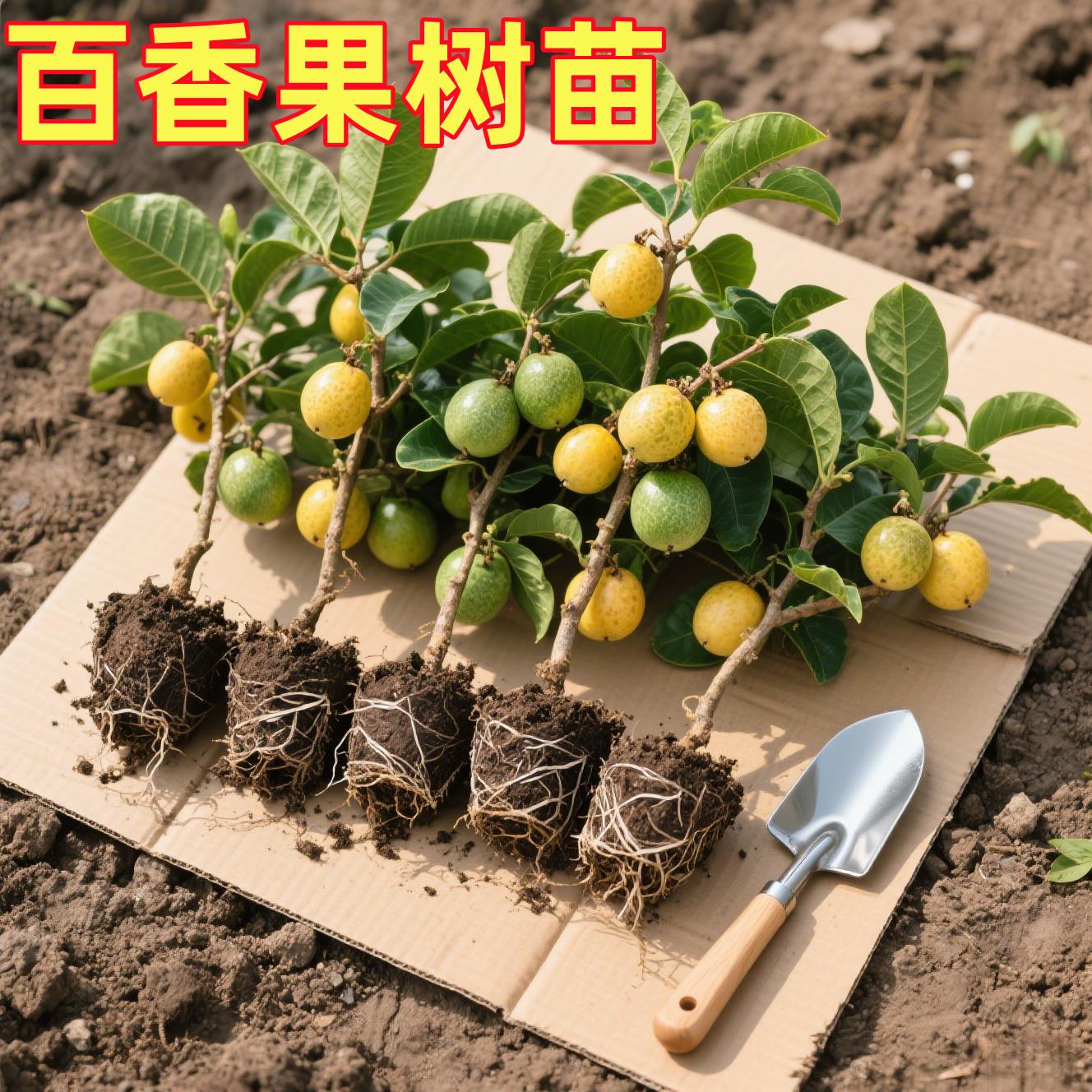 纯甜钦蜜9号黄金百香果树