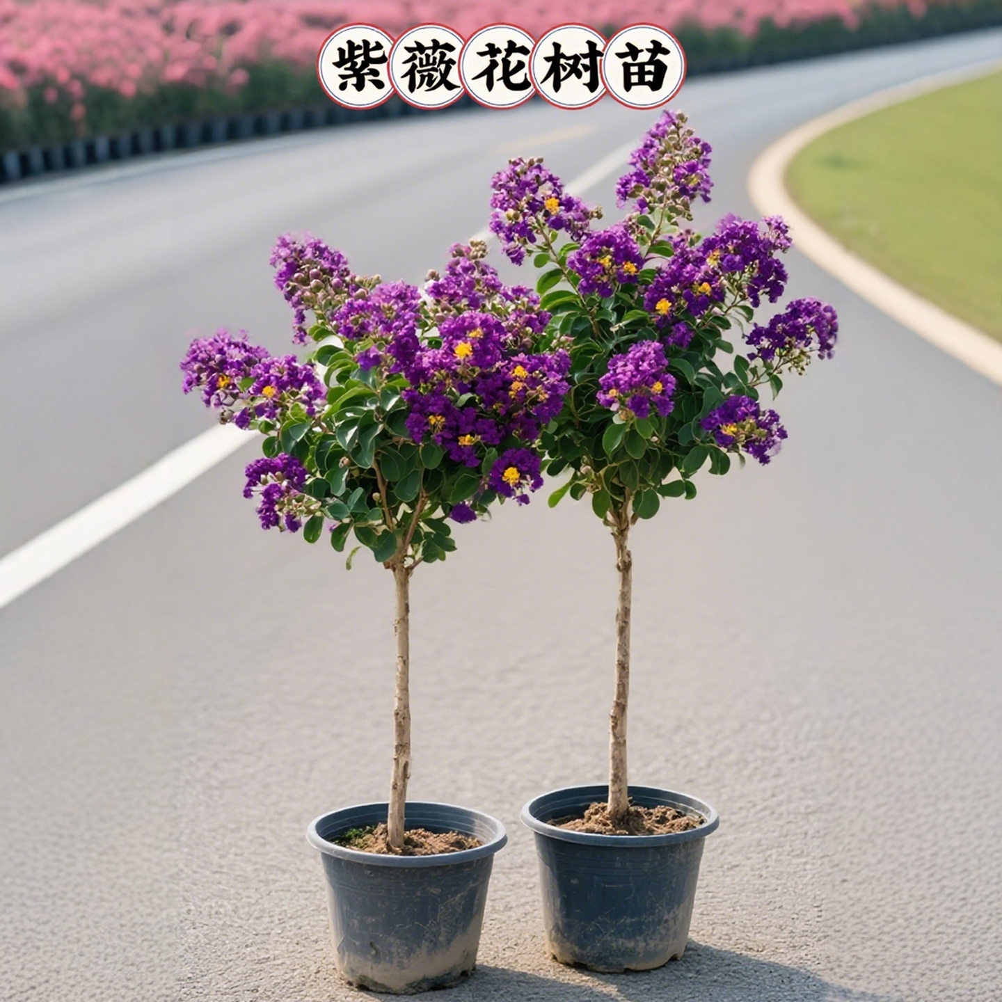 紫薇花树苗盆栽天鹅绒带苞