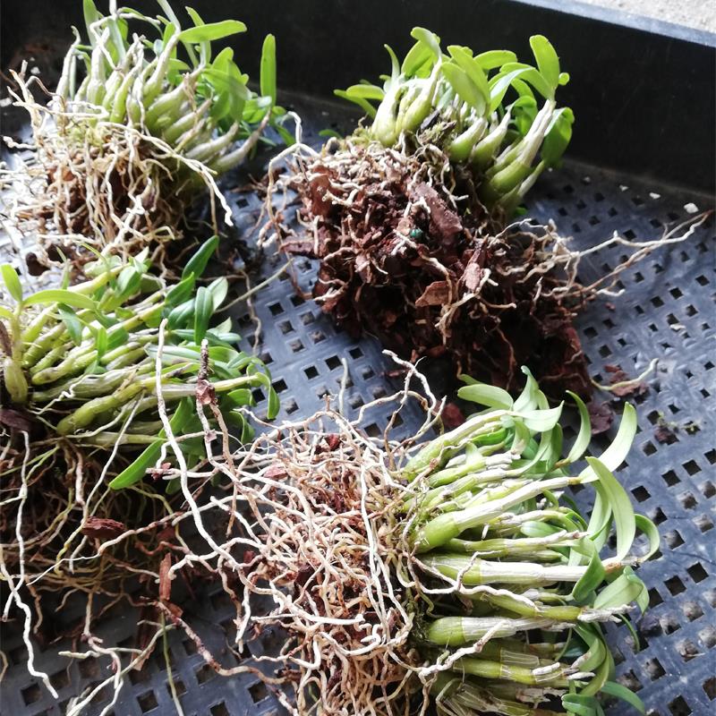 正宗霍山米斛苗 可食用铁皮石斛苗盆栽季绿植植物室内兰花卉枫苗