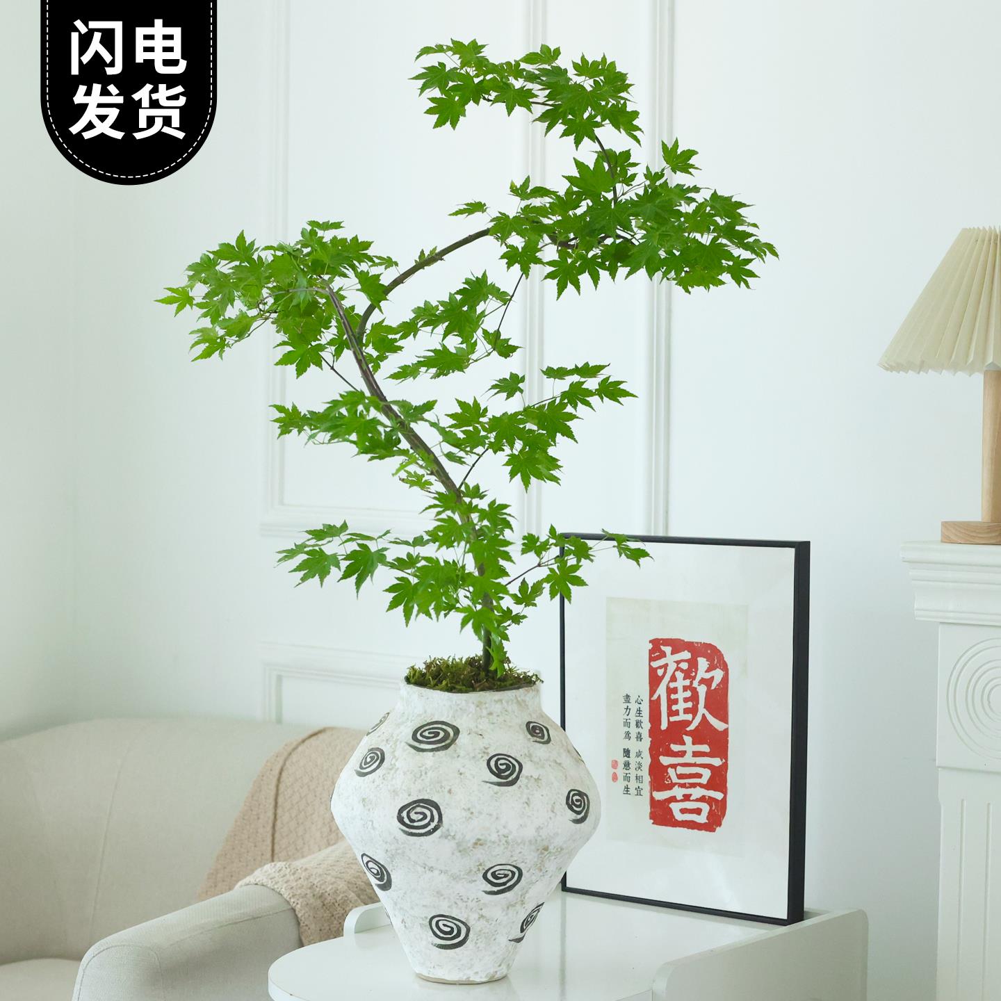 流泉枫盆栽好养造型盆景新中式客厅绿植茶桌禅意植物花卉好养摆件